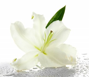 白色百合花图片